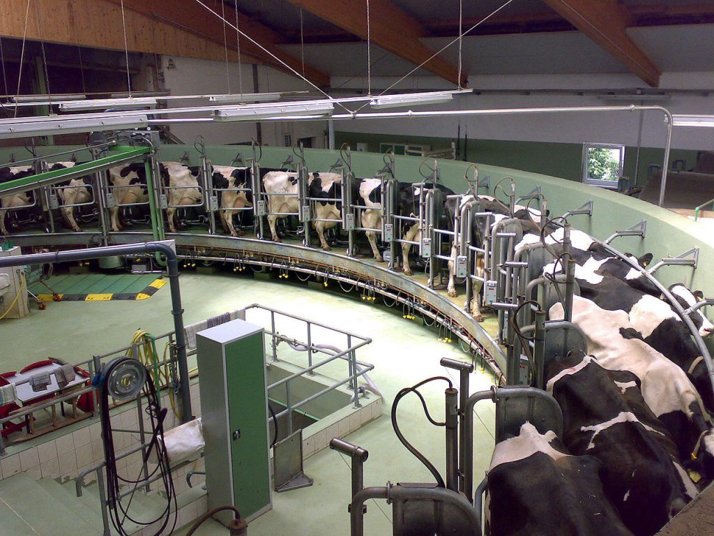 Milking Cows, Oversupply Of Milk Suppressing Prices, Milk Oversupply Suppressing Prices