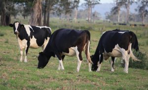 Friesian Dairy Cows, Ssurplus of milk in the U.S. and the export market provides an alternative market for U.S. dairy farmers. converted into milk powder, exported in dry containers