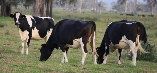 Friesian Dairy Cows