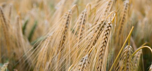 Wheat Grain in Field