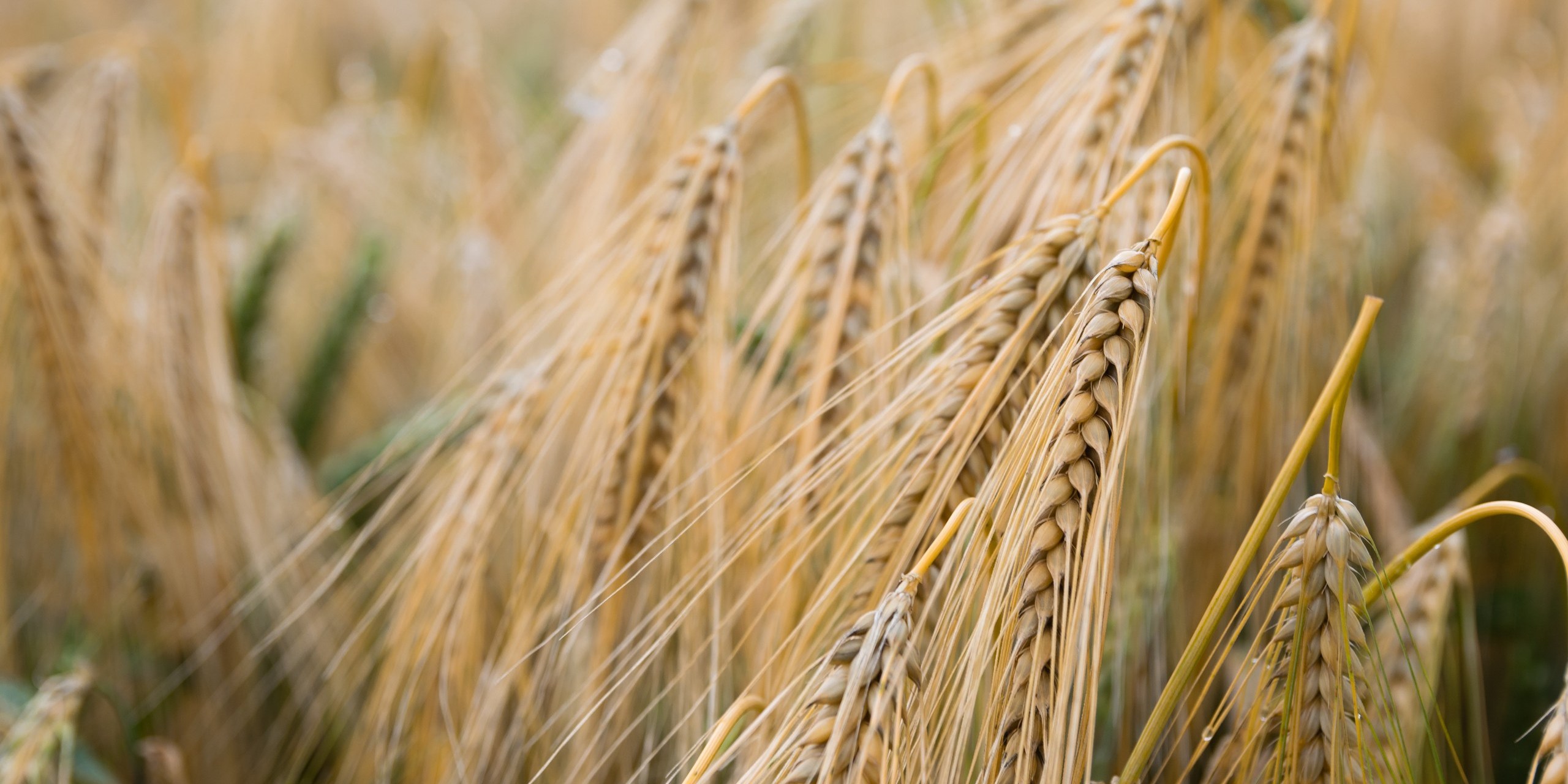 Wheat Grain in Field