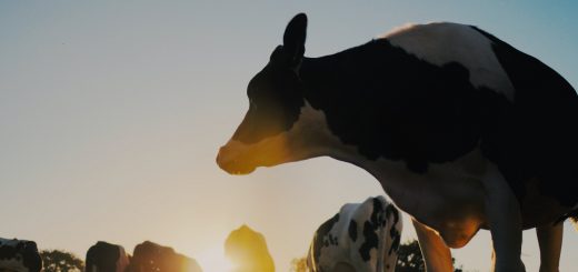 Dairy Cow Sunset Photo by Erwan Hesry on Unsplash