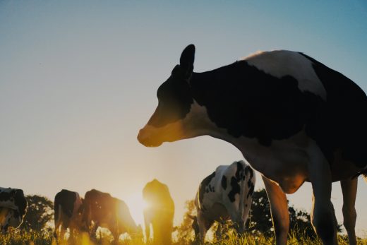 Dairy Cow Sunset Photo by Erwan Hesry on Unsplash