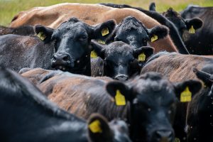 Cattle on a hot summer day - Photo by Etienne Girardet on Unsplash, Report Raises Milk Production Outlook