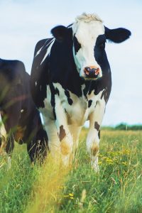 Photo by Jean Carlo Emer on Unsplash, Dairy sector thriving on exports