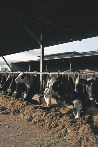 Photo by Oriol Pascual on Unsplash, Milk Production Continues To Drop, The Decline of Licensed Dairy Herds in the U.S.